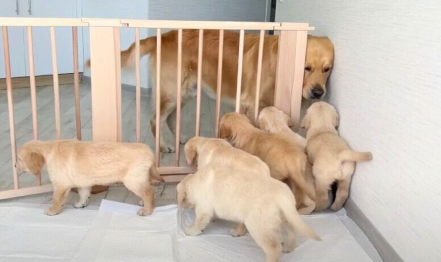 Golden retriever daddy has adorable first ‘meeting’ with puppies and melts 3.8M hearts