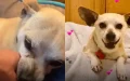 Rescue Dog Overcomes Fear to Experience Gentle Touch for the First Time