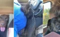 Woman drives four hours to save dog from being euthanized and ends up with 3 dogs in her car