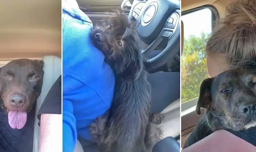 Woman drives four hours to save dog from being euthanized and ends up with 3 dogs in her car