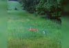 Deer sees hawk swoop down into field to grab bunny and comes to its rescue