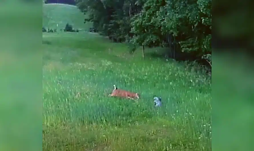Deer sees hawk swoop down into field to grab bunny and comes to its rescue