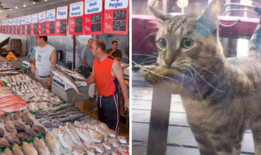 Hungry cat shows up at fish shop with leaf in his mouth to use as money