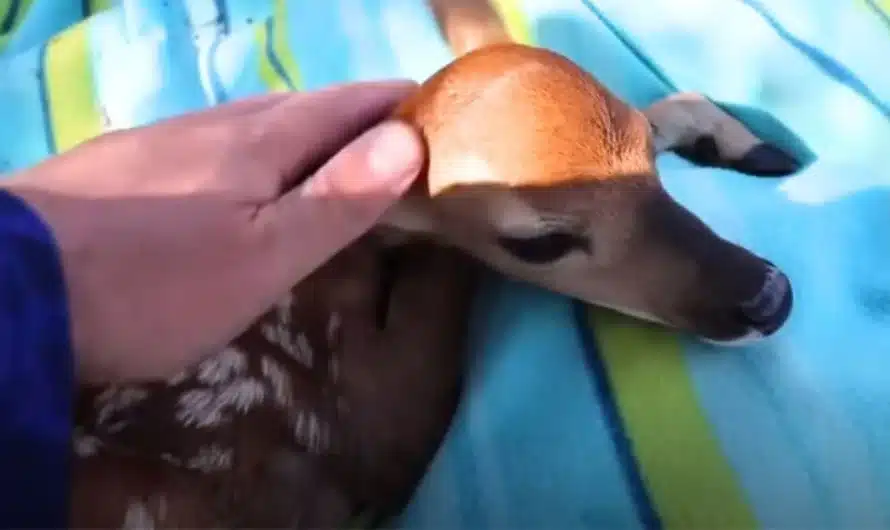 Guy rescues baby deer from lake and then goes on heartwarming mission to reunite her with mom.