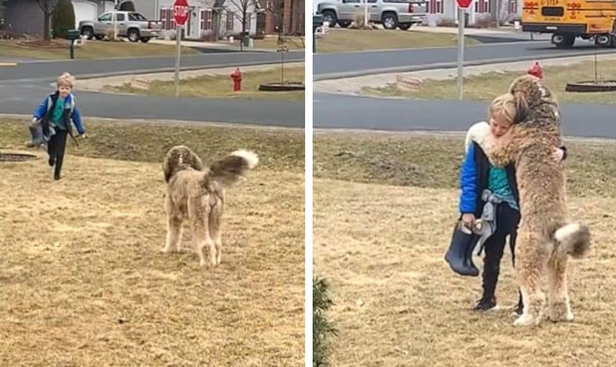 Bernedoodle melts internet’s heart giving brother sweetest hugs after school