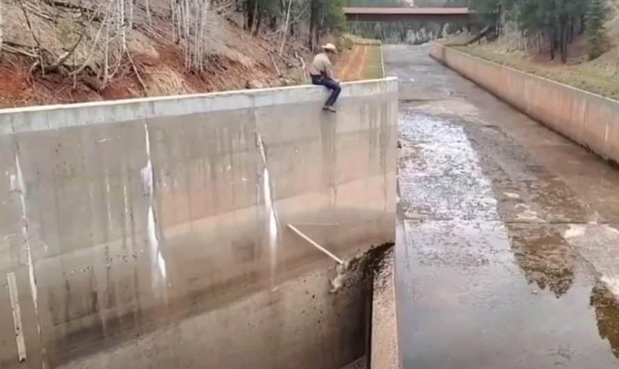 Officer spots baby mountain lion stuck in dam and flies into daring rescue