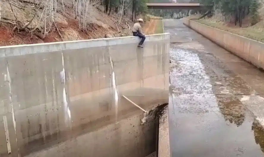 Officer spots baby mountain lion stuck in dam and flies into daring rescue