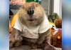 Rescued beaver starts living with humans and begins using stuffed animals to build a dam