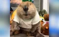 Rescued beaver starts living with humans and begins using stuffed animals to build a dam