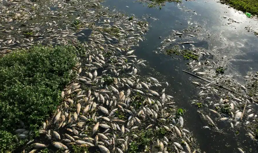 Tons of dead fish fill river in Brazil after waste dumping allegations