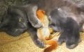 Mama cat does double duty when humans ask for her help nursing “different kind” of baby