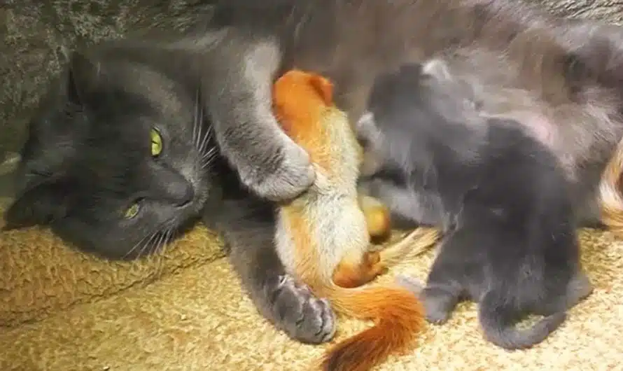 Mama cat does double duty when humans ask for her help nursing “different kind” of baby