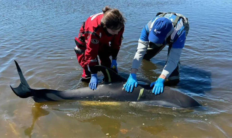 Over 100 dolphins saved after shallow tide left them stranded off Cape Cod