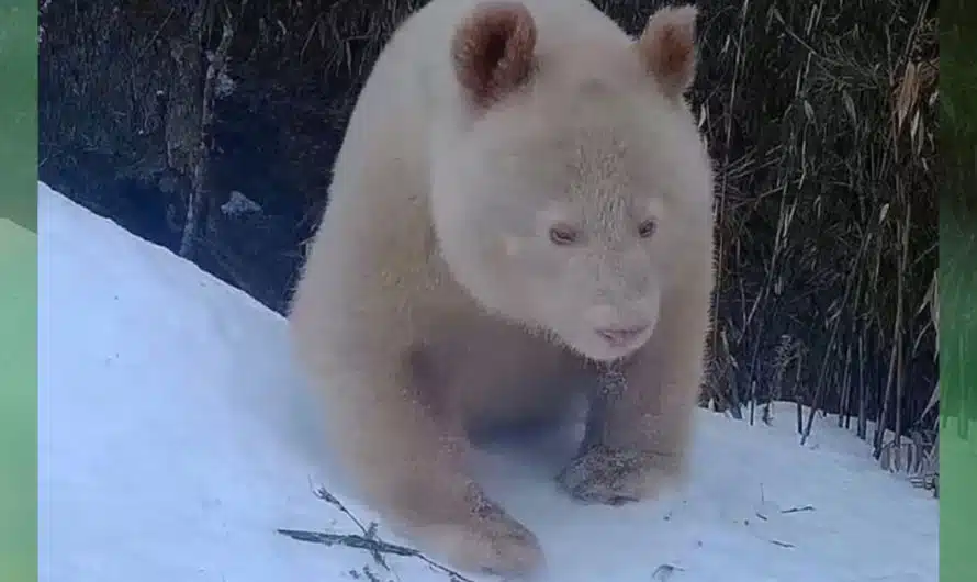 Rare albino giant panda spotted again at China’s Wolong nature reserve