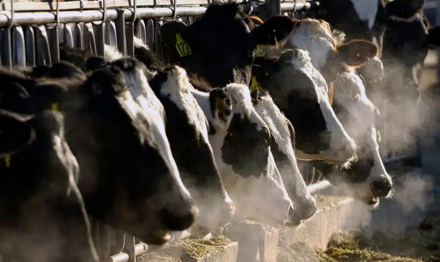 Bird flu is spreading to more farm animals. Are milk and eggs safe?