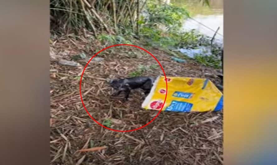 Cat found alive in bag floating on river in Malaysia