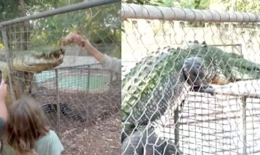 CROC ESCAPE BID Terrifying moment deadly croc tries to CLIMB out of enclosure during feeding frenzy