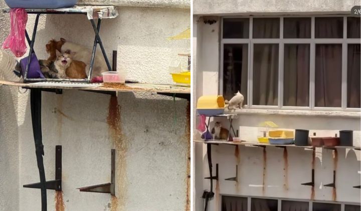 Cats Left Outside Window Of Three-Store Building In Melaka Earns Wrath Of Animal Lovers