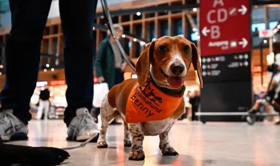 Which dogs live the longest? Small ones with long noses