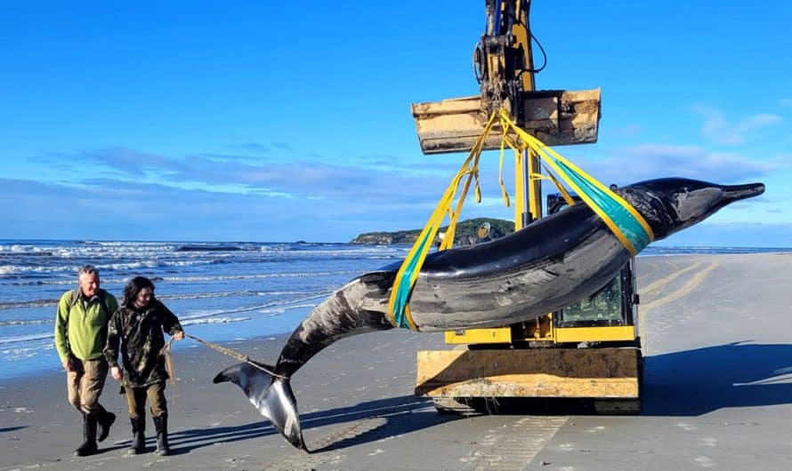 the world’s rarest whale that experts know ‘practically nothing’ about is found on a beach