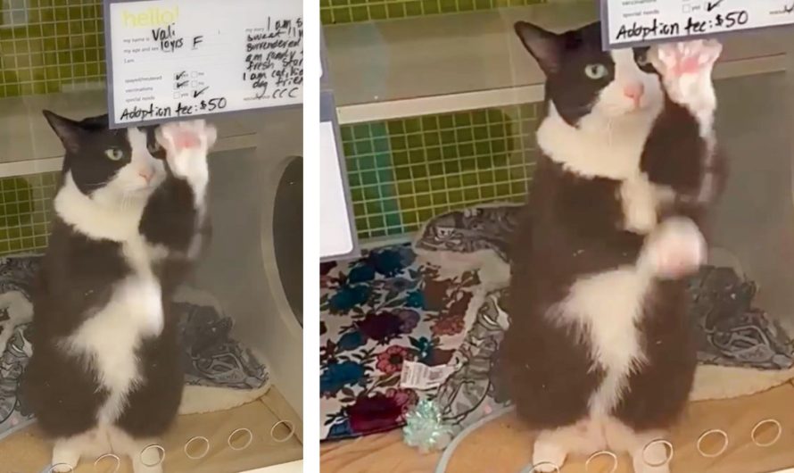 Lonely shelter cat spends months waving at everyone walking by