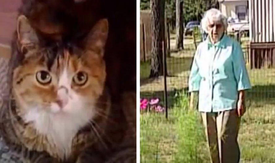 Cat sees 4 aggressive dogs circling elderly owner and leaps into action