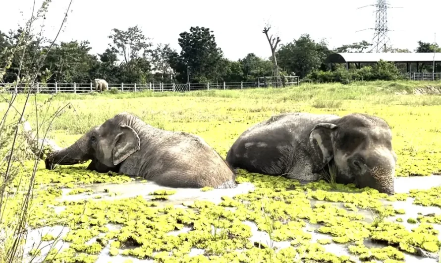 Rescued Elephant Who Hates Water Still Takes Her Blind Best Friend Swimming