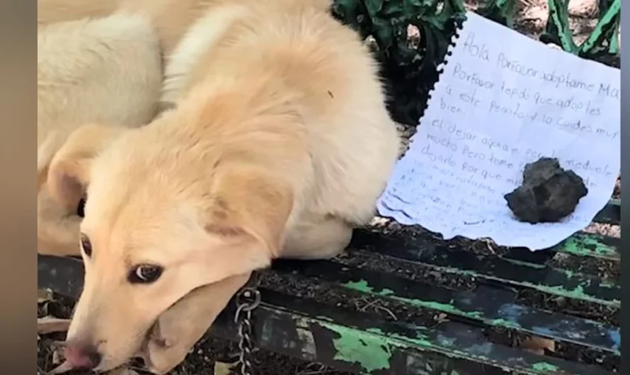 Timid dog found tied to bench with note ‘explaining’ why he was left there