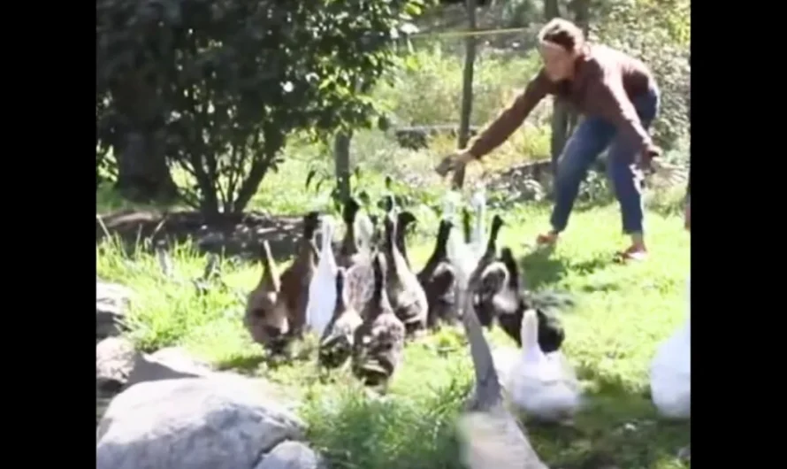 Mistreated ducks see water for the 1st time but even rescuers weren’t prepared for their reaction