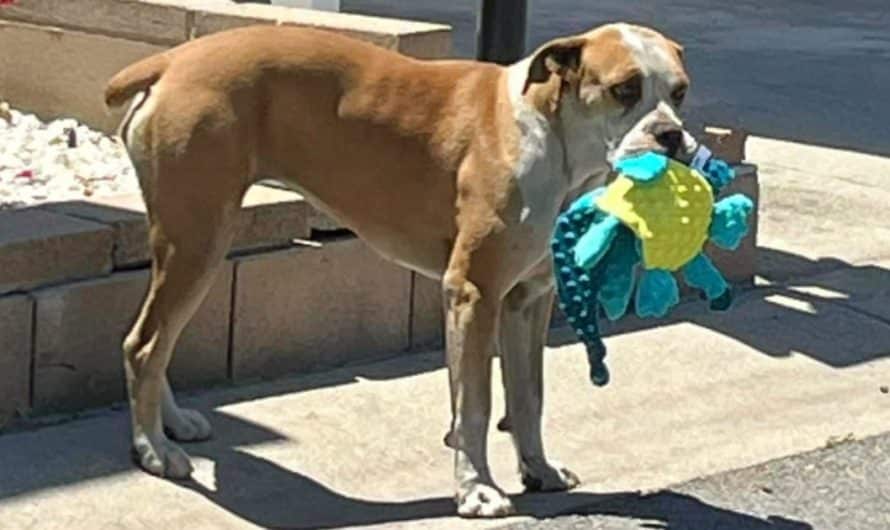 Home owners Leave Toys In Stray Dog’s Path To Ease Her Weary Soul.