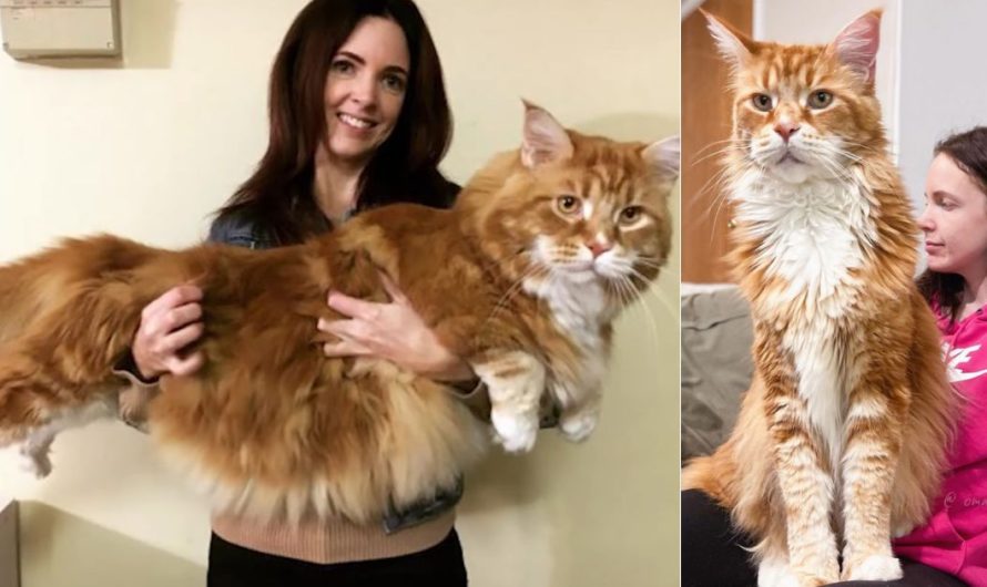 Couple adopts tiny kitten not knowing he’d grow up to be the world’s longest cat