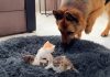 German shepherd is puzzled finding kittens in his bed and cuteness ensues