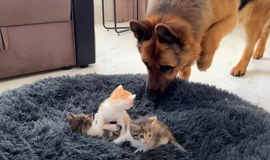 German shepherd is puzzled finding kittens in his bed and cuteness ensues