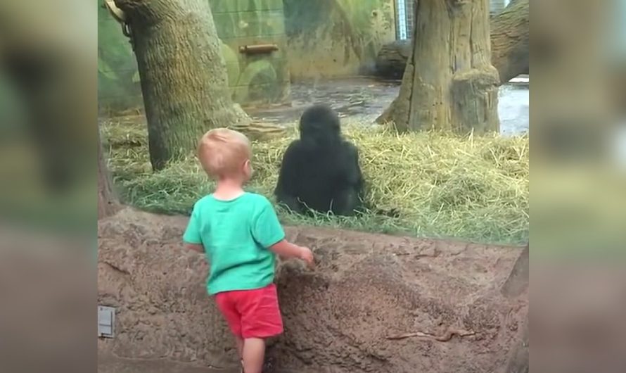 Toddler and baby gorilla lock eyes then begin playing game no one can ignore