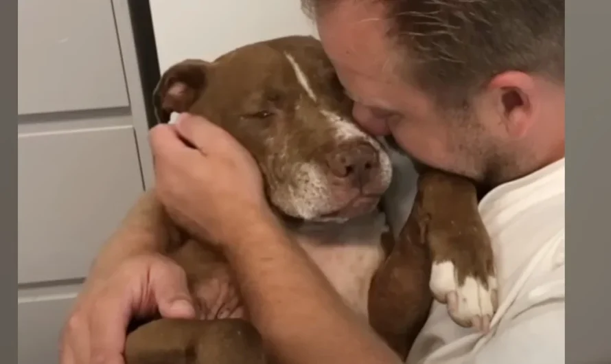 Man gathers old homeless dog in his arms and listens to ‘his sad stories’