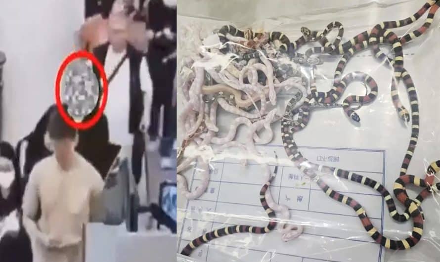 Smuggler is caught with 104 snakes in his pants at the Chinese border