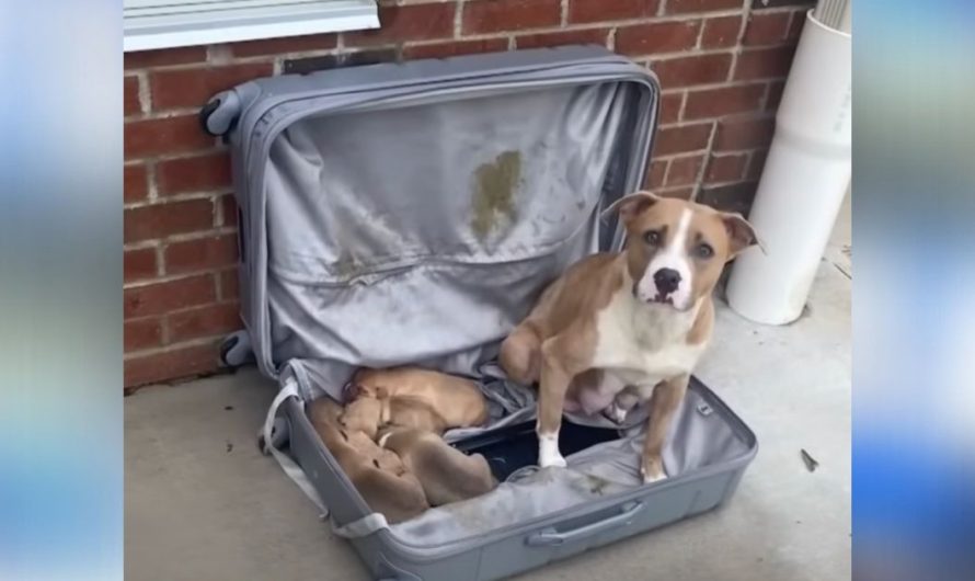 Firemen find abandoned suitcase outside station filled with puppies and mama dog inside