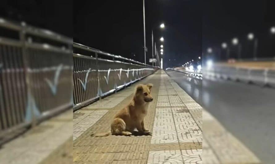 Pup Dumped At An Overpass Hoped His Owners Would Return For Him But Then He Met Someone Special