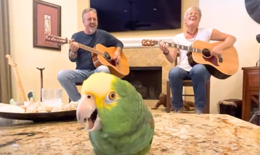 Bird hears owners sing “Knocking On Heaven’s Door” and upstages everyone with his voice