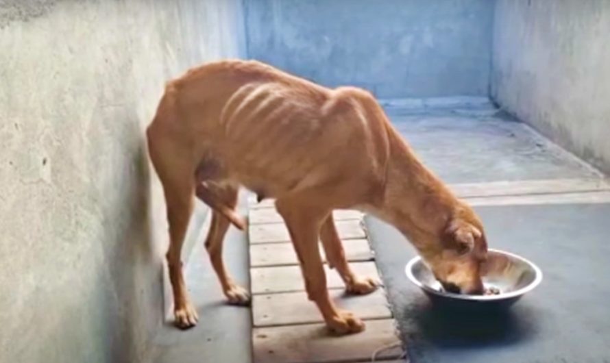 ‘Failed’ Guard Dog Ate Her Last Meal But Vet Couldn’t Put Her Down