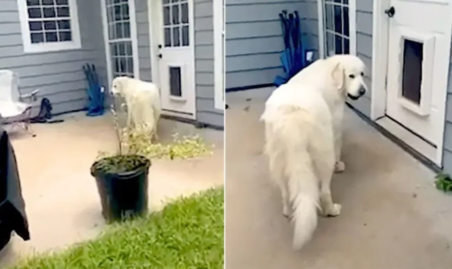 Friendly Dog Tries To Sneak In Unusual Friend Into The House Before Mom Sees Her