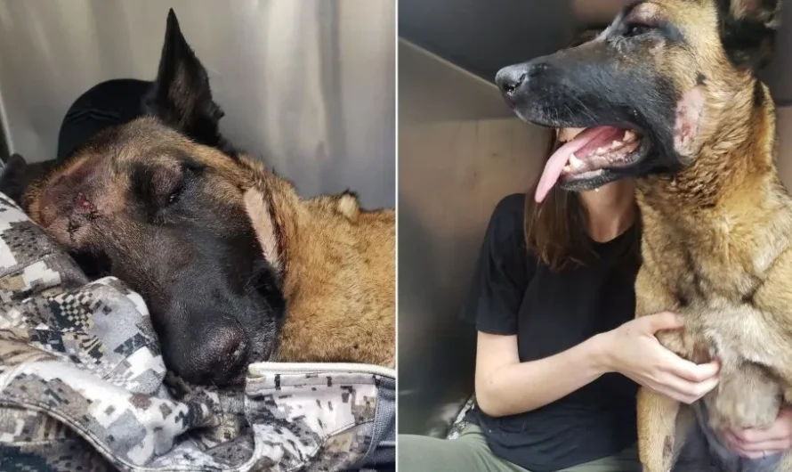 Belgian Malinois, Eva, Saves Her Hooman From A Mountain Lion Attack