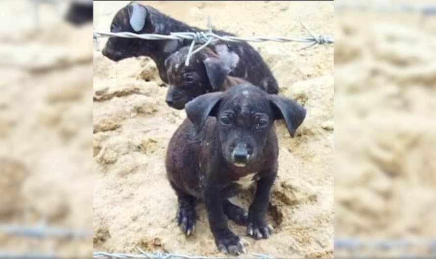 Kind Farmer Finds Abandoned Puppies Lying On An Old Blanket And Decided To Call For Help