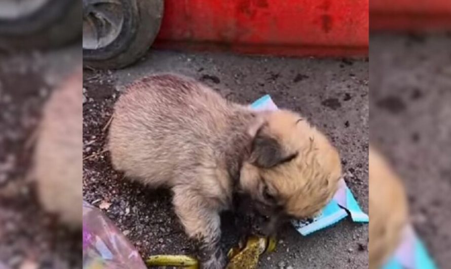 Hungry Pup Tried To Find Some Food In The Trash But Then Het Met Someone Special