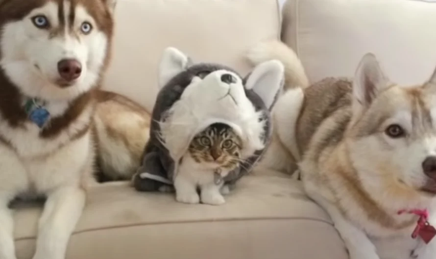 Kitten Raised by Huskies Shows Unusual Behavior That Mom Can’t Ignore