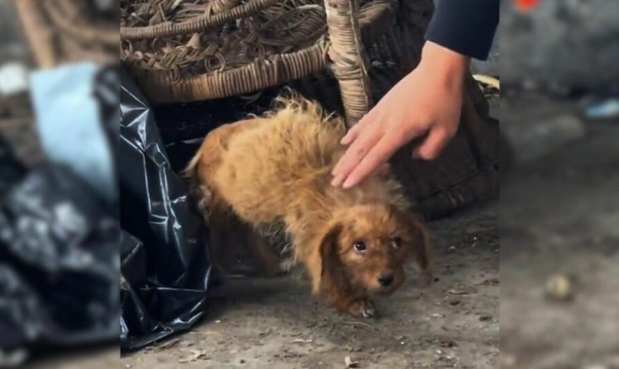 Sad Puppy Abandoned At A Garbage Dump Bent His Head Down, Begging People For A Little Bit Of Love