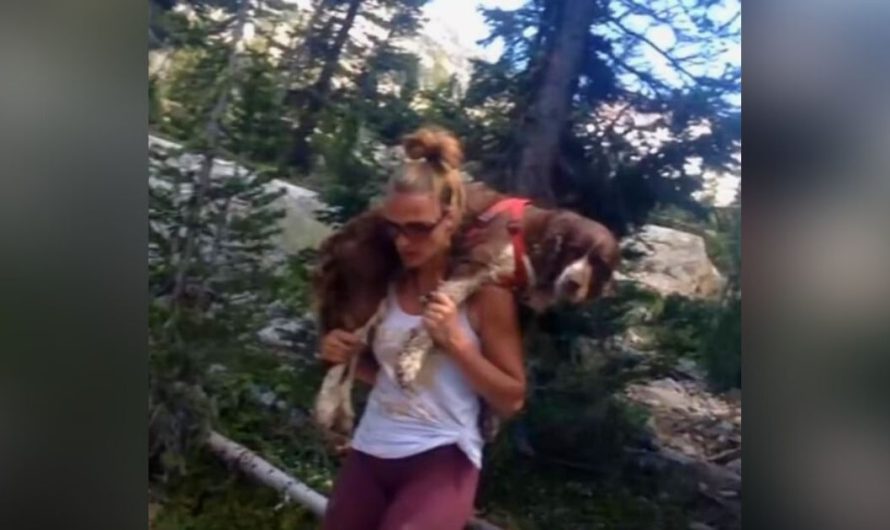 Mom on hike spots 55 lb dog who can’t move and puts him on her shoulders for 6-hour walk back