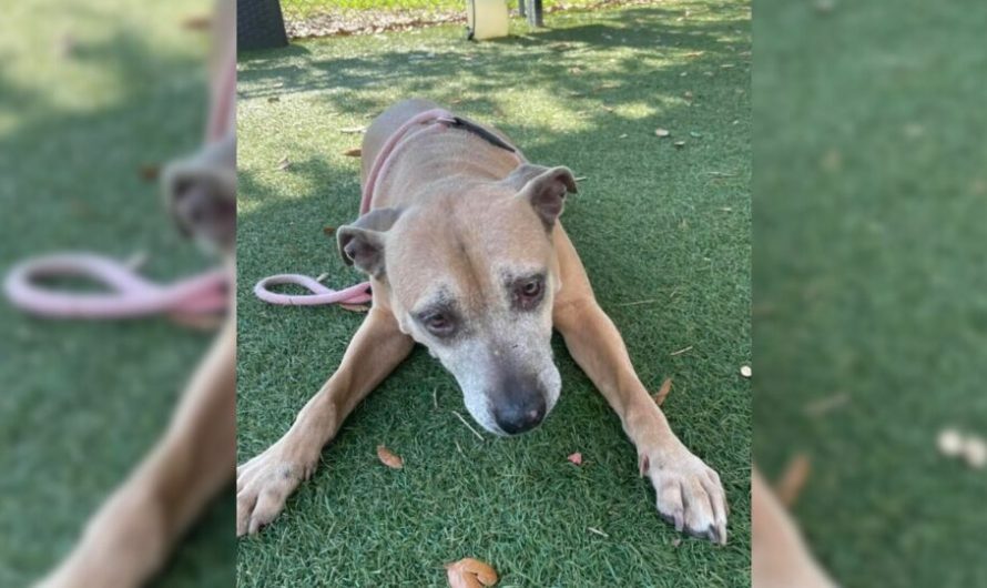 Shelter’s Longest Resident Became Depressed As She Watched Everybody Ignore Her At Adoption Event