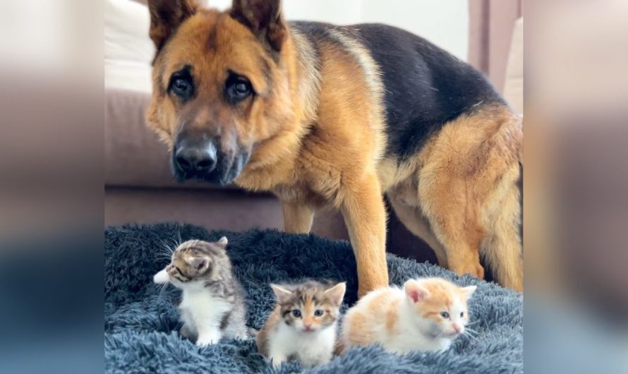 Dog finds 3 kittens in his bed and melts 7M hearts figuring out what to do about it.