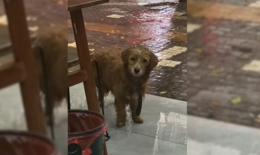 Stray Dog Stood In Front Of Restaurant Begging For Food But Everyone Just Ignored Him